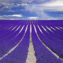 lavanda campo